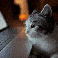 Cat Laptop GIF