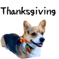 Thanks Thanksgiving Sticker