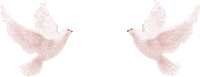 pigeon STICKER