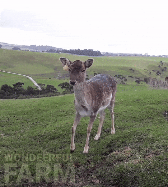 Deer Walking GIF by Wondeerful farm