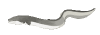 Ocean Fish Sticker