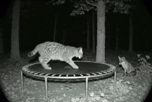 Jumping Wild Life GIF by Respective