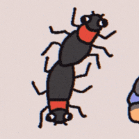 Lovebug GIF
