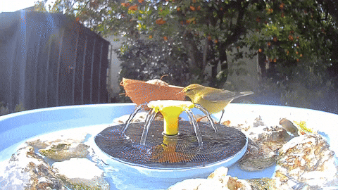CNETFrance giphyupload GIF