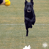 GIF by American Kennel Club
