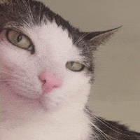 Cat Smirk GIF