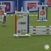 Espn Jump GIF by American Kennel Club
