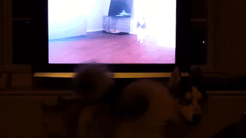 When Huskies Watch Videos of Other Huskies, This Happens