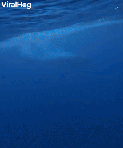 Baby Humpback Whale Breaches The Surface 