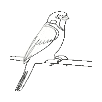 Bird Flora Sticker by Kees Smit Tuinmeubelen