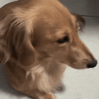 Turn Around Dog GIF