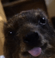 Tongue Lick GIF