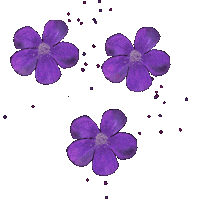 karinrudinwalker celebrate birthday flower flowers Sticker