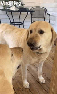 Dog GIF by ViralHog