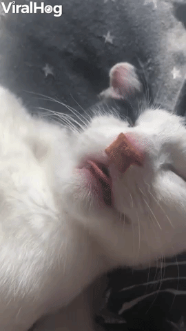 Snoozing Kitty Eats Treats in Her Sleep