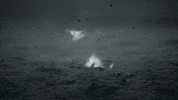 teen wolf GIF by mtv