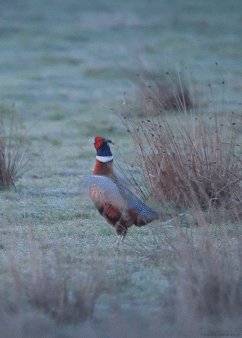 Common Pheasant Bird GIF