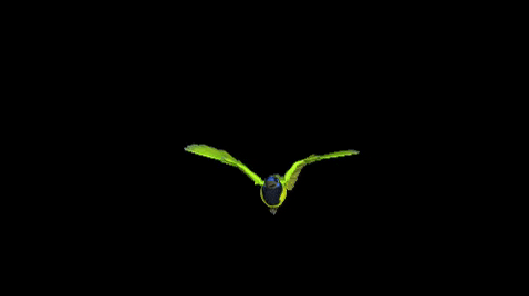 SanJorge giphygifmaker bird 3d animation art gif GIF