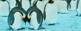 Snow Love GIF