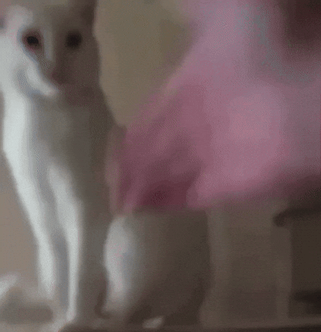 Confused Cat GIF