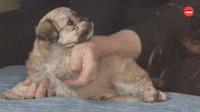 Puppy Massage
