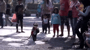 animalsasia indonesia animalsasia dancingmonkey GIF