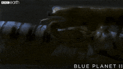 blue planet love GIF by BBC Earth