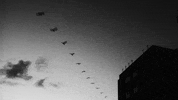loop bird GIF by A. L. Crego