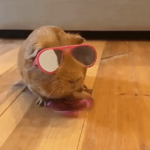 These Guinea Pigs Prove They are Too Cool For School