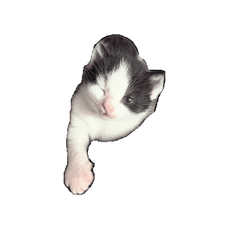 Cat Wink Sticker