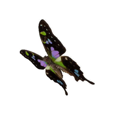michaeldamnitz giphyupload butterfly schmetterling michaeldamnitz Sticker