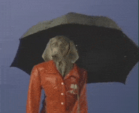 William Wegman Dog GIF by Jason Clarke