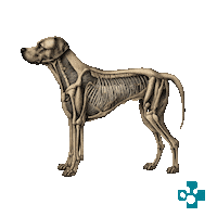 Vet Sticker by Europeanpetpharmacy