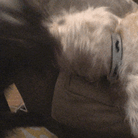 dogs fighting GIF by chuber channel