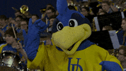 BlueHens basketball ncaa band mascot GIF