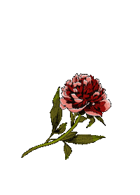grisalida flower flor grisalida Sticker