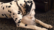 caring GIF