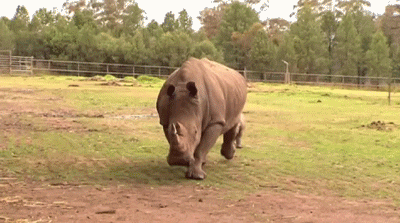 Rhino GIF