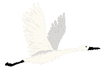 Bird Play Sticker by War Child