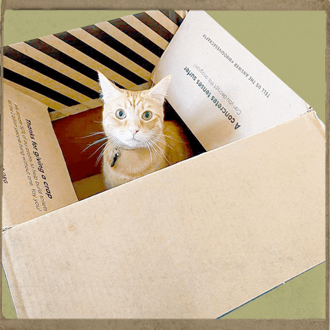 meriamber giphyupload cat cats guilty GIF