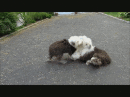 English Dog GIF