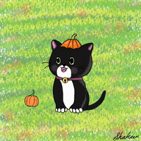 ShahMiow cat kitty pookie shahmiow GIF