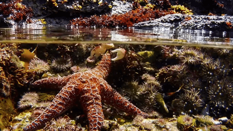 symphony for our world GIF by Nat Geo Wild 