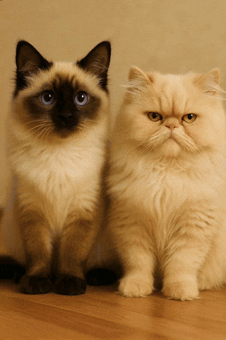 Cats GIF