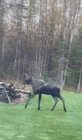 Moose Explores Family's Backyard 