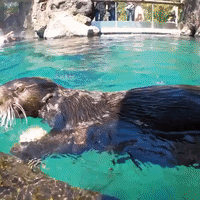 Sea Otter at Oregon Zoo Demonstrates Correct Way to Open Oysters