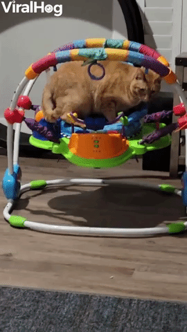 Cat Curls Up in Baby Bouncer