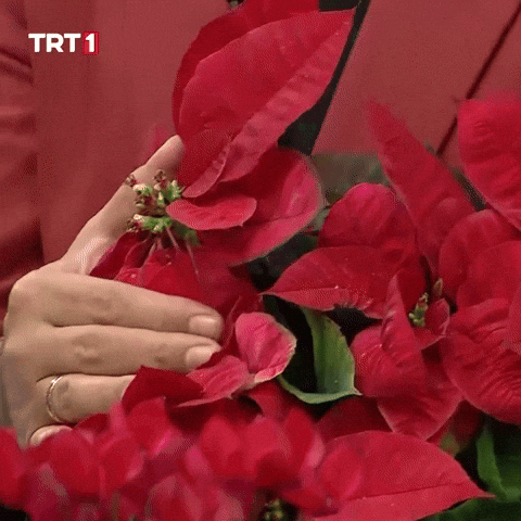 Flower Plant GIF by TRT