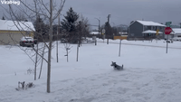 Collie Tries to Catch Snow Thrown from Snow Blower