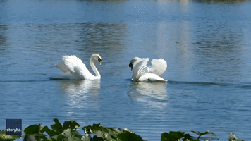 Swan Couple Performs Exquisite Courtship Dance on Florida Lake